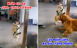 Chó Corgi đi vòng ra ngoài cửa rồi mới dám hổ báo với Golden