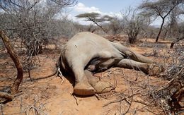 Hạn hán khiến nhiều loài động vật hoang dã chết hàng loạt tại Kenya