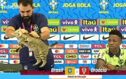 Ảnh vui 10-12: Chú mèo tiên tri 'dự đoán' trúng phóc vận mệnh tuyển Brazil