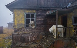 Ngôi nhà của những chú gấu thắng giải Nhiếp ảnh gia thiên nhiên năm 2022