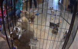 New York cấm bán chó, mèo, thỏ tại các cửa hàng thú cưng