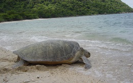 Côn Đảo - ‘ngôi nhà’ an toàn của rùa biển