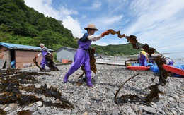 Ngư dân Hokkaido phát triển thảm tảo biển nhân tạo