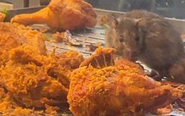 Video chuột ăn gà rán trong tủ nhà hàng ở Malaysia gây xôn xao