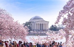 Du lịch Mỹ mùa hoa anh đào 2023 và những lưu ý cần thiết