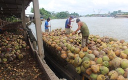 Độc đáo chợ dừa nổi Bến Tre - Kỳ 1: Dừa - thứ gì cũng là tiền