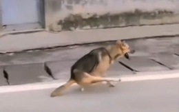Chú chó chạy hai chân siêu bá đạo