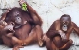 Khỉ bị bạn đời đạp vì tham ăn