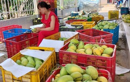 Chính sách pháp lý xuất khẩu nông sản sang Trung Quốc liên tục đổi mới, nghiêm ngặt hơn