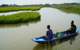 'Sống khỏe' với mô hình lúa tôm