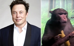 15 con khỉ cấy chip não Neuralink của tỉ phú Elon Musk đã chết