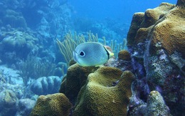 Nghiên cứu mới: Nhiều loài cá biết 'trò chuyện'