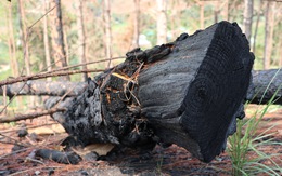 Lâm Đồng: 'Lâm tặc' cưa rừng thông rồi đốt hiện trường để phi tang