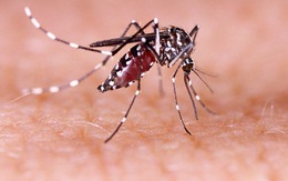 Mỹ thả hơn 2 tỉ con muỗi biến đổi gene, liệu có kiểm soát được?