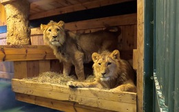 Sư tử, hổ và chó, mèo hoang cũng được di tản khỏi Ukraine