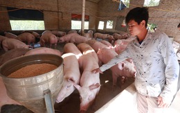 Bộ Nông nghiệp muốn doanh nghiệp không vội tăng giá thức ăn chăn nuôi