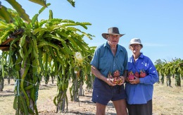 Người trồng thanh long Australia tìm kiếm giải pháp hạn chế hàng nhập khẩu