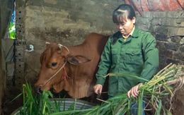 Chương trình 'Tiếp sức nhà nông' hỗ trợ vốn để nông dân nghèo 'yên tâm ở quê mình'