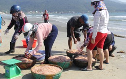 Đà Nẵng giám sát ruốc tươi sau khi phát hiện có trường hợp trộn phẩm màu... cho đẹp