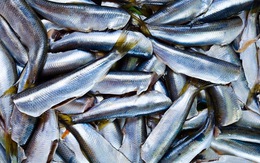 4 loài thủy sản xuất khẩu sang Nhật phải có chứng nhận khai thác