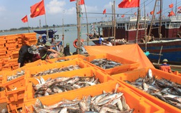 Đình chỉ giám đốc cảng cá lớn nhất Thanh Hóa phục vụ điều tra vụ án đánh bạc