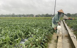 Mưa dồn dập, nông dân Quảng Nam dầm mưa ra ruộng ‘cứu’ dưa hấu