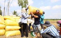 Giá gạo xuất khẩu cao hơn Thái Lan, giá lúa ở ĐBSCL có nơi tăng vọt 1.000 đồng/kg