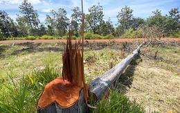 Lại thêm hàng chục hecta rừng bị phá ở Đắk Lắk