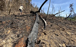 Quảng Nam lý giải nguyên nhân giảm 2.850ha rừng tự nhiên trong một năm