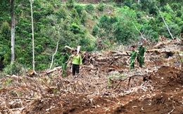 Lâm Đồng điều tra các băng nhóm phá rừng