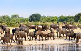 Dân Zimbabwe khổ vì bảo tồn voi quá tốt