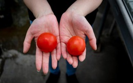Trái 'siêu cà chua' chứa vitamin D bằng 2 quả trứng gà