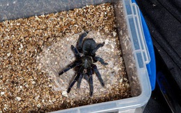 Cảnh báo nạn mua bán nhện, trong đó có nhện xanh Việt Nam