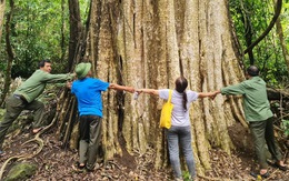 Công nhận quần thể bằng lăng trăm năm tuổi là cây di sản Việt Nam