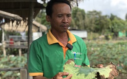 Nông dân trồng sen Đồng Tháp cầu cứu chuyên gia trị bệnh thối ngó, cháy lá