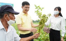 Liên kết sản xuất đậu nành giống Vinasoy 02-NS năng suất cao, tăng hiệu quả kinh tế