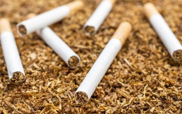 WHO: Ngành công nghiệp thuốc lá gây ô nhiễm khủng khiếp mà ít người biết