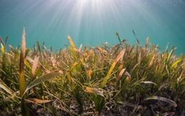 Phát hiện bất ngờ: Cỏ biển thải ra lượng đường tương đương 32 tỉ lon nước ngọt