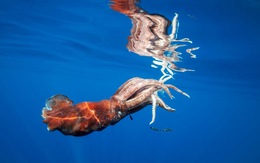 Vì sao những động vật ‘to xác’ thường sống ở vùng nước sâu?