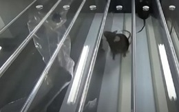 Nhóm nghiên cứu Trung Quốc dùng kỹ thuật ‘ma cà rồng’ giúp chuột 'cải lão hoàn đồng'