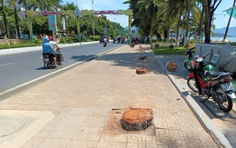 Hàng dừa ven đường biển Nha Trang bị đốn hạ, chính quyền nói gì?
