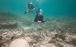 Cứu san hô chết ở khu bảo tồn Hòn Mun: Cơ quan chức năng cần vào cuộc sớm hơn