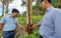 Kiểm điểm, xử lý vụ 'mất tích' 15 ha rừng trồng do Nhà nước đầu tư ở Bình Định