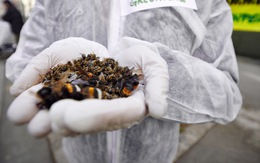 Ủy ban châu Âu cấm thuốc trừ sâu neonicotinoids trong sản phẩm nhập khẩu