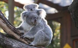 Úc phát hiện nơi trú ẩn mới của gấu koala