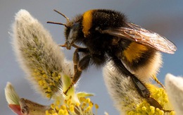 Tòa án ở California tuyên bố ong nghệ là 'một loài cá'