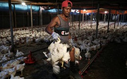 Tại sao Malaysia cấm xuất khẩu gà?