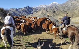 New Zealand sẽ là nước đầu tiên buộc nông dân trả tiền khí thải trong chăn nuôi ​