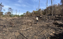 Khởi tố 3 người trong vụ đốt thực bì trồng rừng thay thế gây cháy rừng