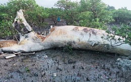 Xác cá voi khoảng 10 tấn dạt vào rừng ngập mặn Vân Đồn